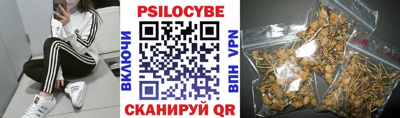 kraken онион  Нижний Новгород  Галлюциногенные грибы Psilocybe 